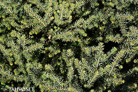 Picea omorika 'Karel', kpiserbiankuusi